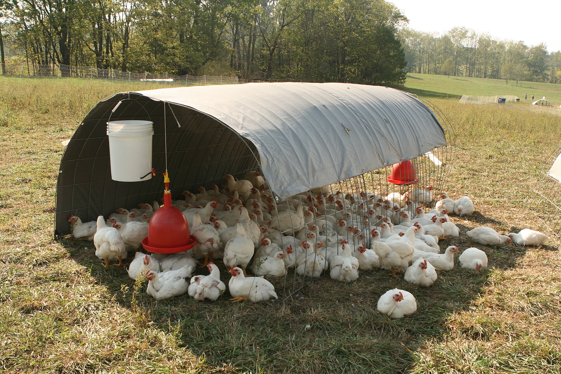 Free-range flock around a pasture feeder and waterer