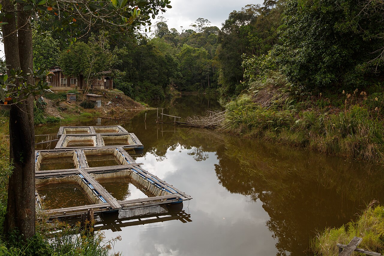 Fish enclosures on a green farm pond