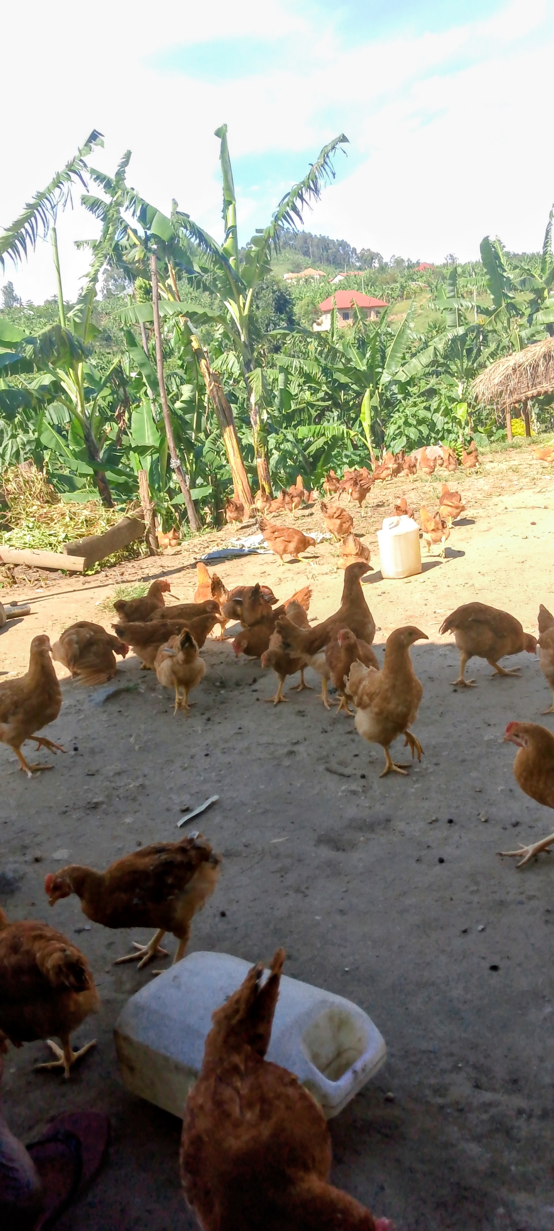 Free-range chickens under banana plants on a farm