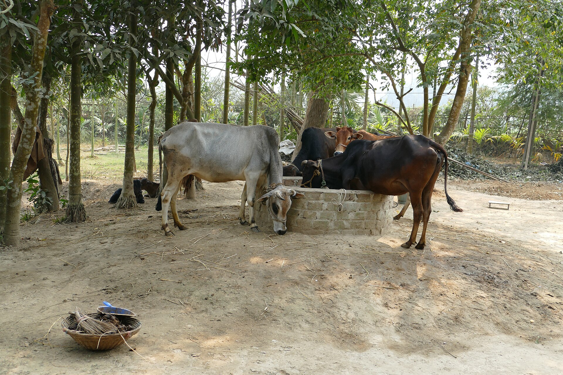 Cattle at a village watering trough